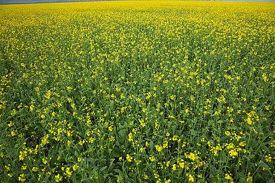 回合制战术游戏《避难所计划》最新实机演示发布