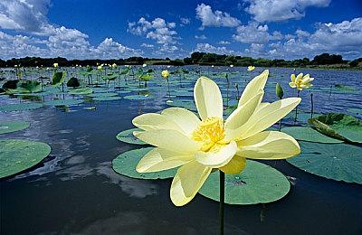 《宝可梦：朱＆紫》已连续六周霸占日本游戏畅销榜